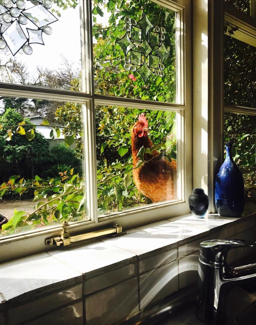Bed and Breakfast Al Ru Farm One Tree Hill Esterno foto