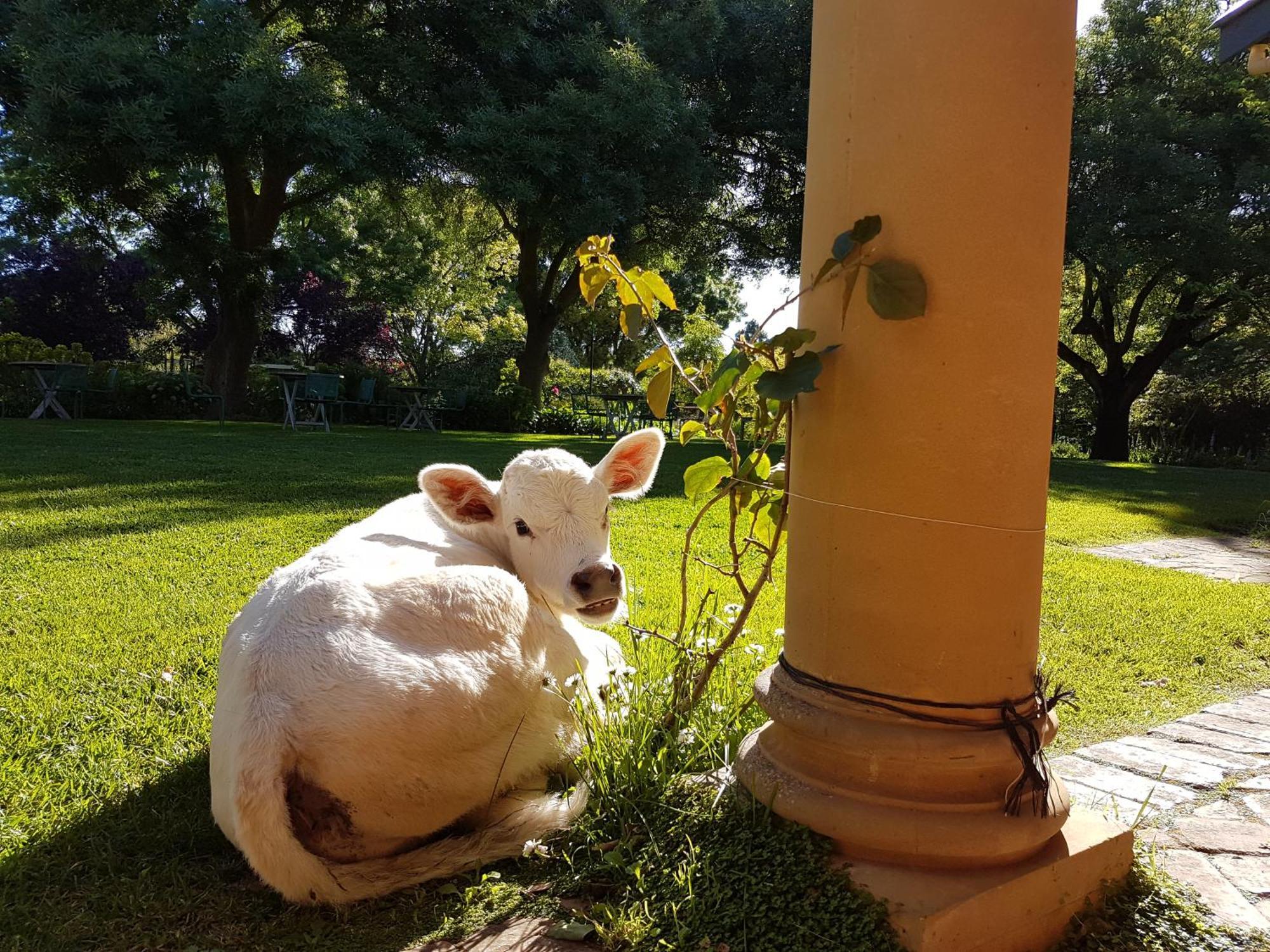 Bed and Breakfast Al Ru Farm One Tree Hill Esterno foto